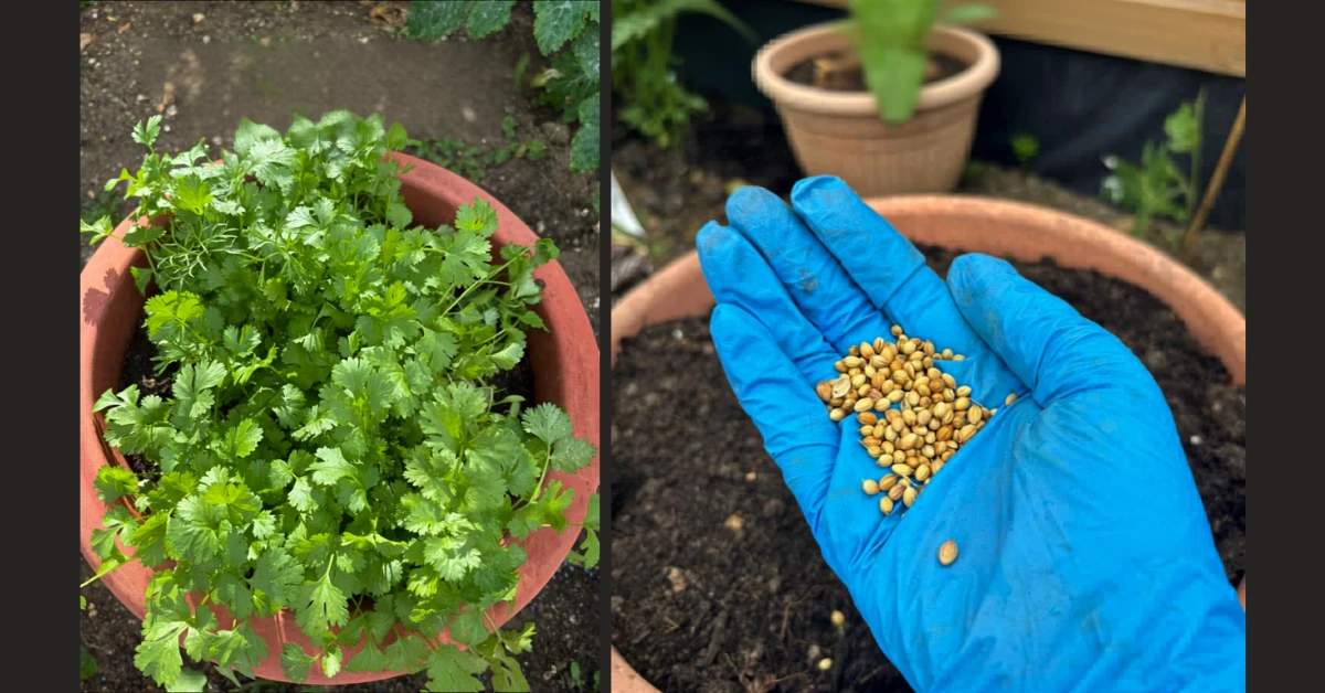 Healthy coriander plants growing in a pot beside coriander seeds ready for sowing, illustrating successful cilantro growth and planting.