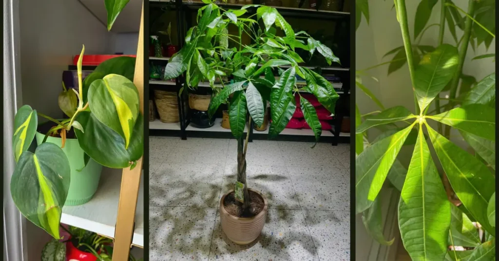 Collage of healthy indoor money plants in pots, showing leafy growth, braided money tree, and close-up green foliage for plant care guidance.