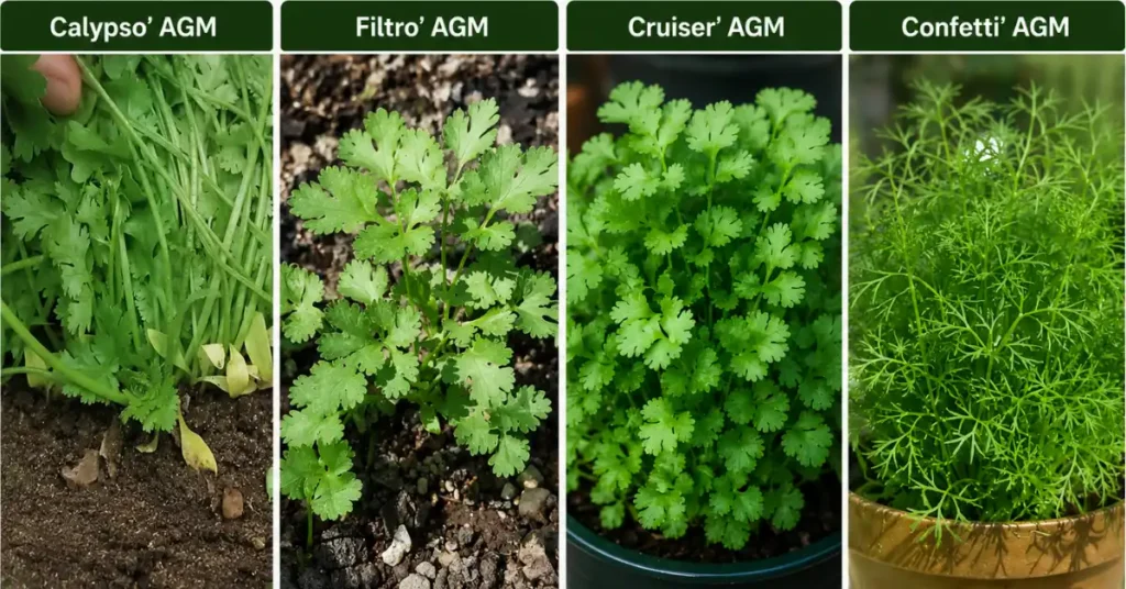 Comparison of four coriander varieties: Calypso AGM, Filtro AGM, Cruiser AGM, and Confetti AGM, showing differences in growth habit, leaf production, and bolting resistance.