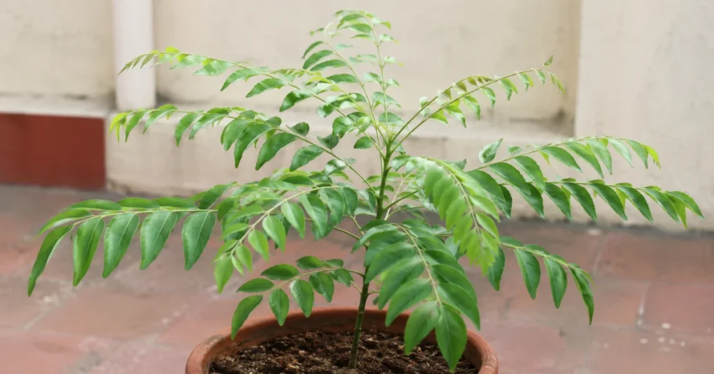 Healthy curry leaf plant (Murraya koenigii) growing in a terracotta pot on a home patio with lush green leaves.