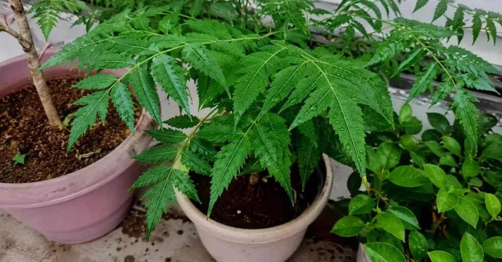 Realistic neem plant growing in a premium drainage pot with fresh green leaves covered in water droplets indoors.