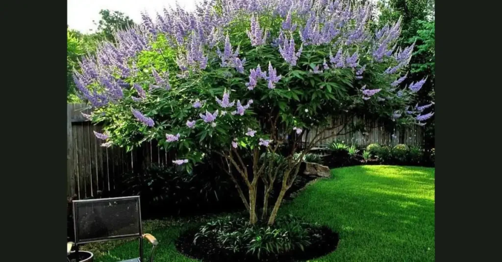 Large Vertex flowering tree with light purple blossoms growing in a landscaped garden with green lawn and natural outdoor setting.