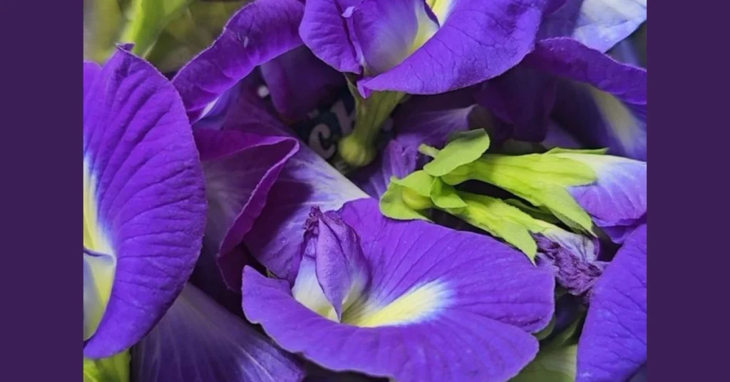 Deep blue and purple butterfly pea flowers with light yellow centers harvested freshly for tea.
