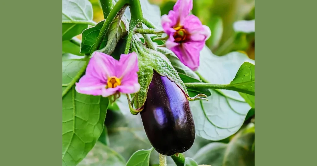 Eggplant with healthy flowers and developing fruit - dependable production in heat-stressed balcony conditions