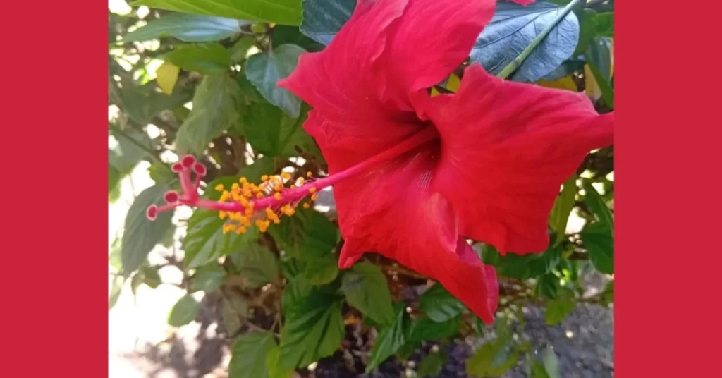 A vibrant red hibiscus flower blooming with a prominent yellow stamen on a leafy green plant.