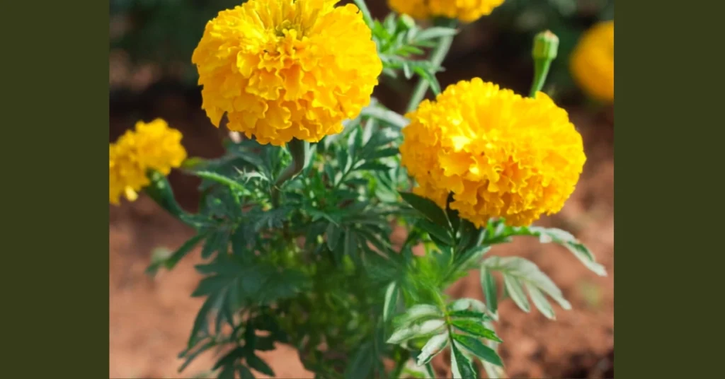 Vibrant yellow French marigold flowers blooming on a green plant in well-draining garden soil.