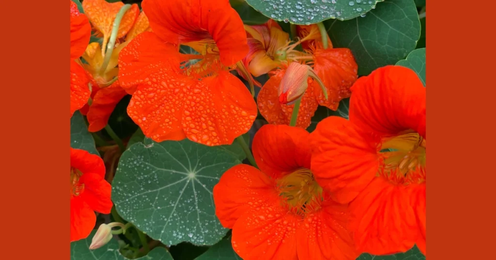 Bright orange nasturtium flowers with morning dew droplets growing next to round green leaves in a balcony garden.