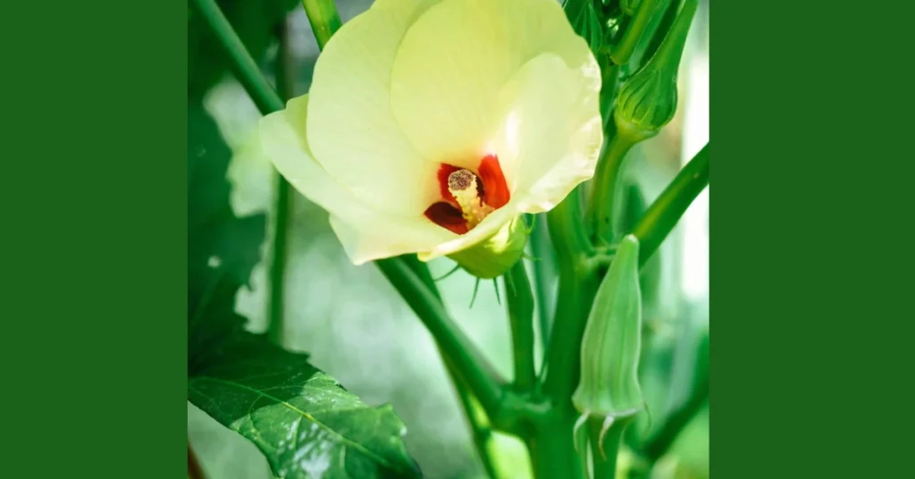 Okra plant in full bloom - one of the few vegetables that genuinely thrives in hot, dry, AC-adjacent conditions