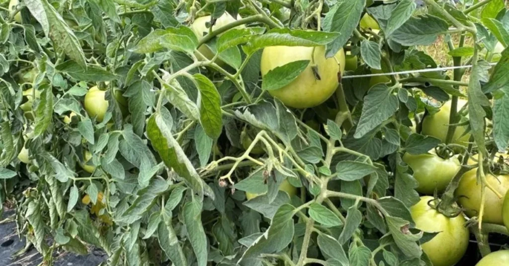 Tomato plant showing heat stress symptoms including curled leaves and stalled development