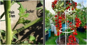 Why I Stopped Removing Tomato Suckers (And Got More Tomatoes).jpg: A split image showing a close-up diagram of a tomato sucker growing between the main stem and branch, alongside a container-grown cherry tomato plant overflowing with ripe red fruit.