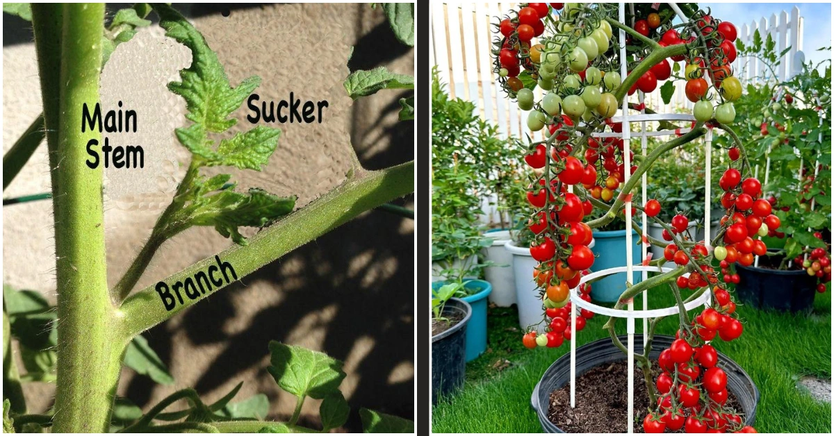 Why I Stopped Removing Tomato Suckers (And Got More Tomatoes).jpg: A split image showing a close-up diagram of a tomato sucker growing between the main stem and branch, alongside a container-grown cherry tomato plant overflowing with ripe red fruit.