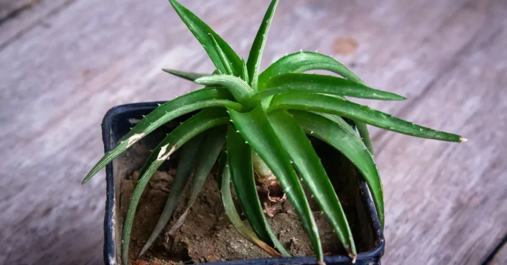 A compact Aloe Vera succulent with thick, pointed green leaves growing in a square black plastic nursery pot on a rustic wooden surface.