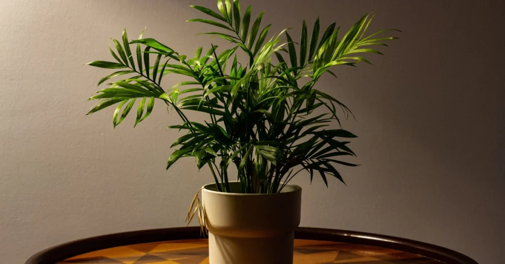 A lush, green indoor Areca Palm houseplant with feathery fronds growing in a beige ceramic pot on a wooden table against a neutral wall.