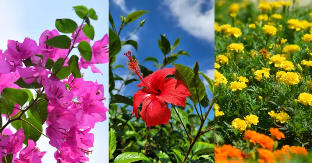 A three-panel composite image showcasing popular Indian summer flowers: vibrant pink bougainvillea bracts on the left, a single brilliant red hibiscus under a blue sky in the center, and a lush field of yellow and orange marigolds on the right.