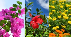 A three-panel composite image showcasing popular Indian summer flowers: vibrant pink bougainvillea bracts on the left, a single brilliant red hibiscus under a blue sky in the center, and a lush field of yellow and orange marigolds on the right.