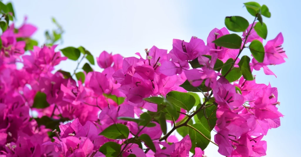 Vibrant pinkish-purple bougainvillea bracts (Kagaz Phool) with small white flowers growing on green leafy branches against a pale sky.