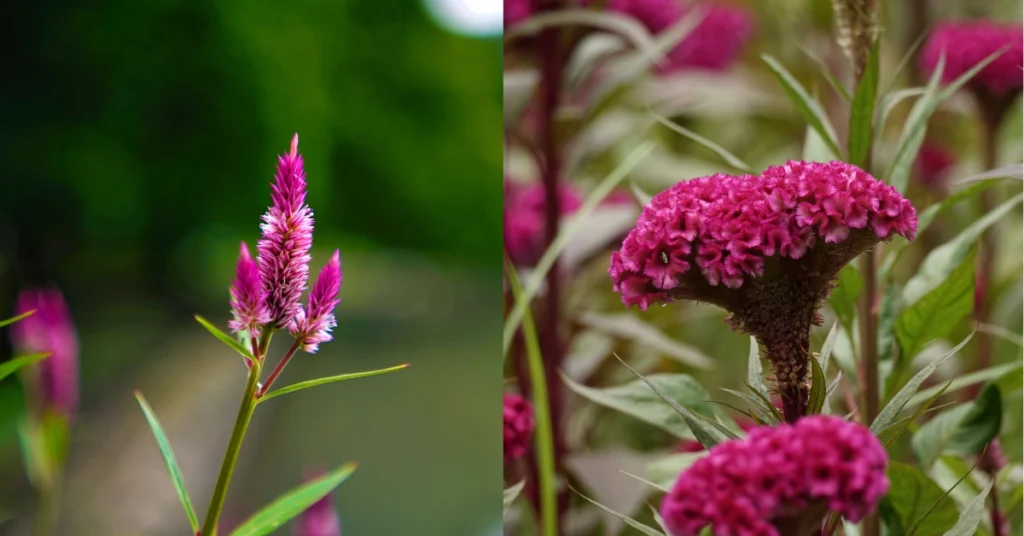 A side-by-side comparison of two Celosia varieties: a pointy, plume-like pink Celosia flower on the left, and a velvety, coral-shaped magenta cockscomb flower (Murga Phool) on the right.