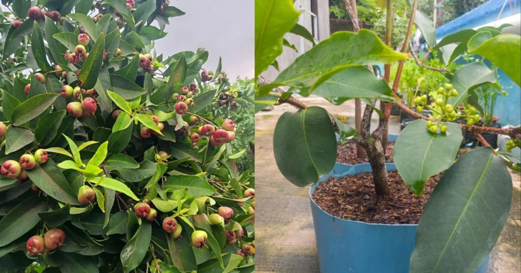 Container-grown water apple tree with ripening and developing fruits.