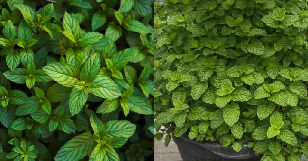 Lush green mint plants growing healthily in a container pot, showing vibrant textured leaves.