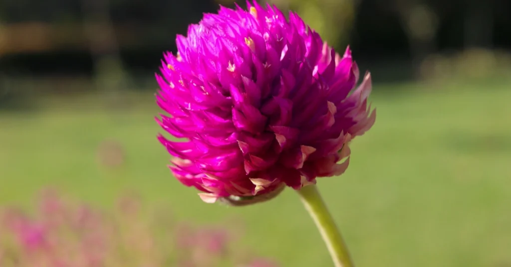 A close-up shot of a papery, clover-like purple Gomphrena flower (Globe Amaranth) on a slender green stem with a blurred sunny lawn background.