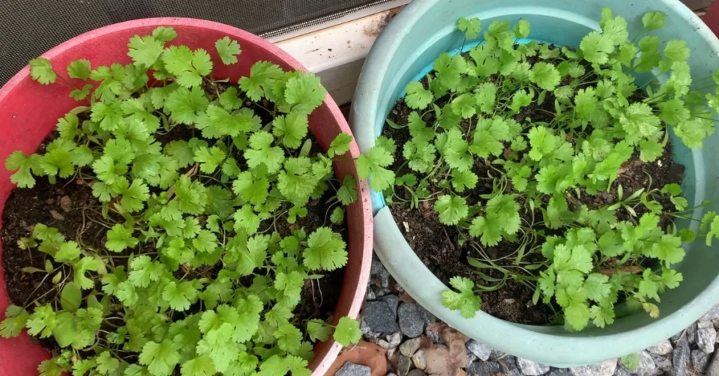 Container-grown coriander plants with fresh green leaves, showing a healthy home garden setup for growing coriander and preventing early bolting.