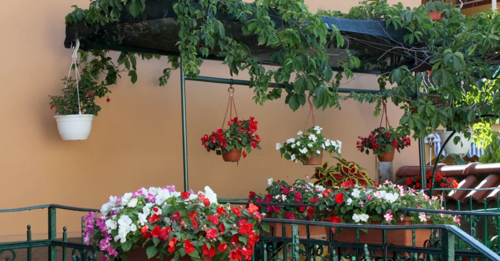 Hanging baskets of red and white begonias and impatiens decorating a shaded balcony garden with trailing green vines