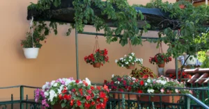 Hanging baskets of red and white begonias and impatiens decorating a shaded balcony garden with trailing green vines