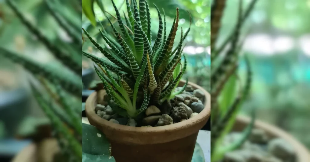 A healthy Haworthia Zebra Cactus succulent with striped leaves growing in a small terracotta pot filled with soil and decorative stones.