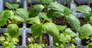 Healthy green vegetable seedlings with water droplets sprouting in a seedling tray.