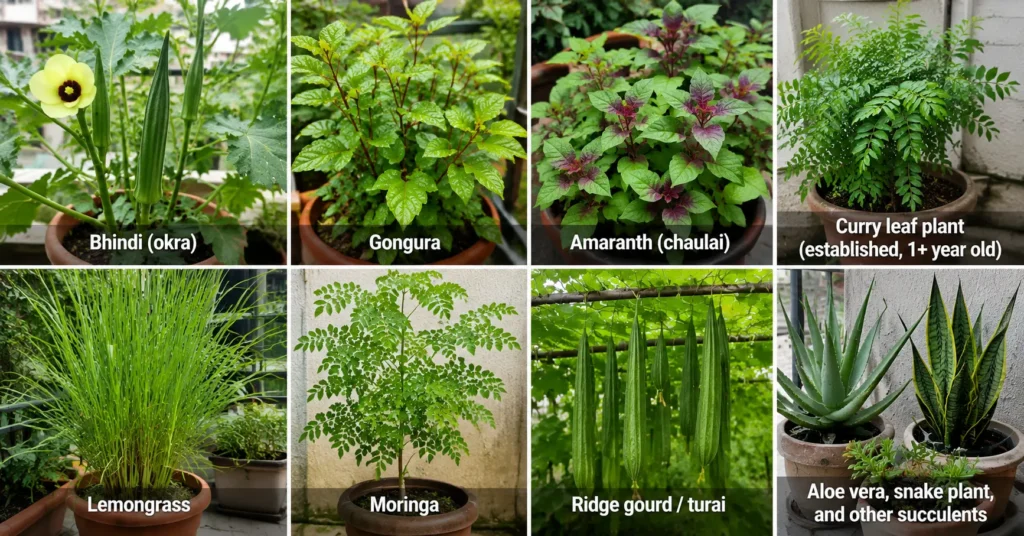Potted balcony garden plants including bhindi, gongura, amaranth, curry leaf, lemongrass, moringa, ridge gourd, aloe vera and snake plant