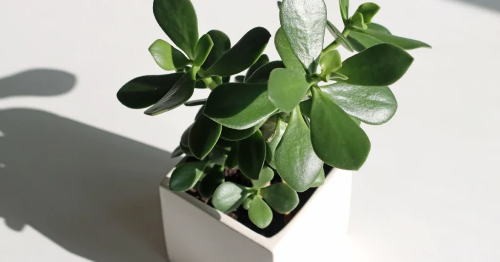 A healthy Jade Plant succulent with thick, oval green leaves growing in a square white ceramic pot under bright sunlight.