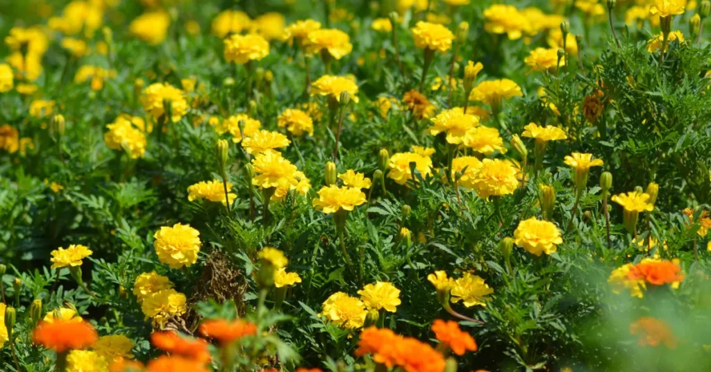 A field of bright yellow and orange marigold flowers (genda) blooming profusely amidst green foliage under direct sunlight in India.