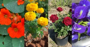 A collage showing how to grow edible flowers on a balcony, featuring organic orange nasturtiums, yellow marigolds, red roses, and purple butterfly pea flowers.