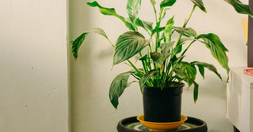 A leafy green Peace Lily plant growing in a black plastic nursery pot on a yellow saucer against a white interior wall.