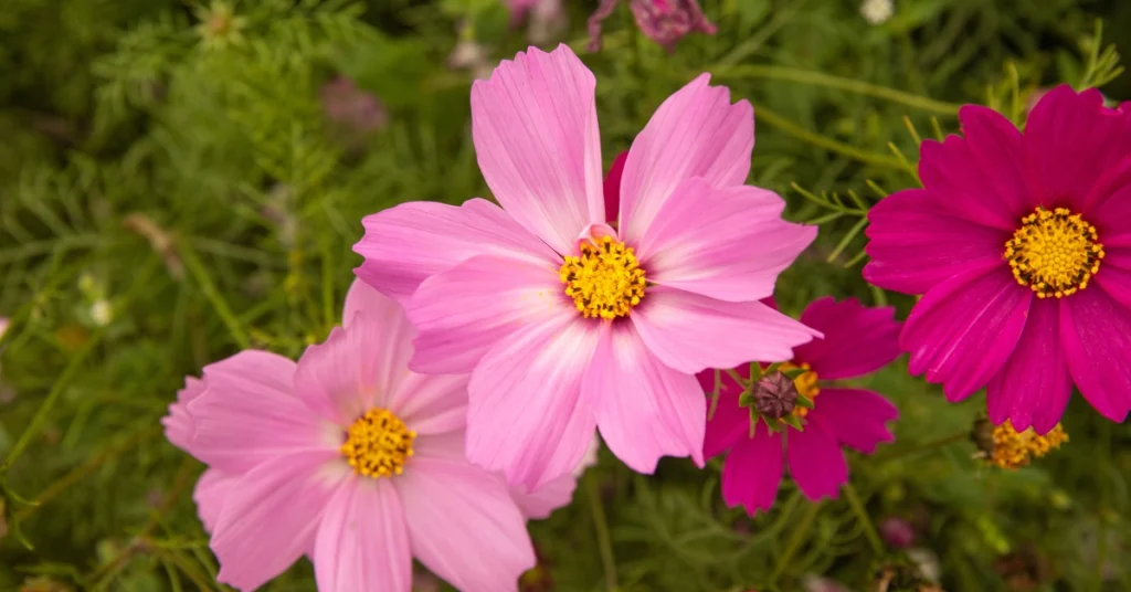Soft pink and deep magenta cosmos flowers blooming with yellow centers against a blurry backdrop of green feathery foliage in a garden.