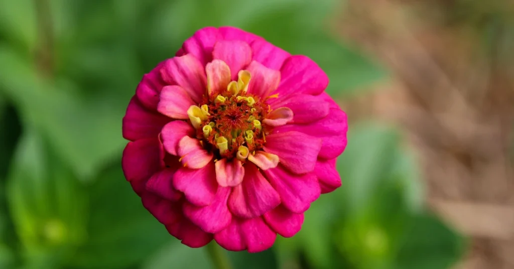 A top-down close-up shot of a vibrant pink Zinnia flower with a multi-layered petal structure and a yellowish-orange center, growing in a garden setting.