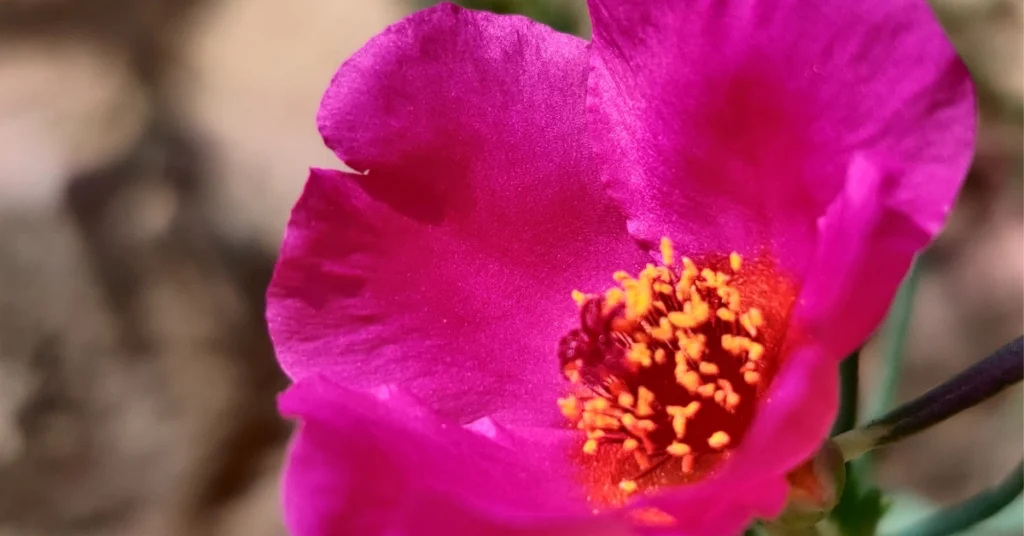 A close-up macro shot of a bright pink Portulaca flower, also called Nau Baje ka Phool or Moss Rose, showing its yellow center stamen.