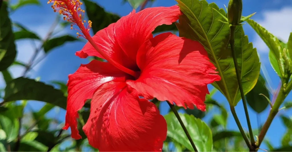 A close-up shot of a large, vibrant red Hibiscus flower (Gudhal) with prominent yellow stamens and green leaves against a clear blue sky.