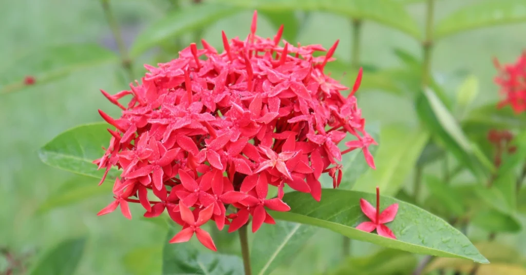 A dense, rounded cluster of small, four-petaled red Ixora flowers (Rangan) growing outdoors surrounded by green leaves.