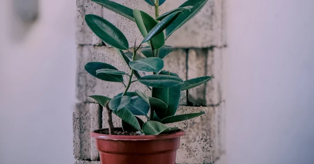 A young Rubber Plant with thick, glossy dark green leaves growing in a reddish-brown plastic pot against a textured stone wall backdrop.