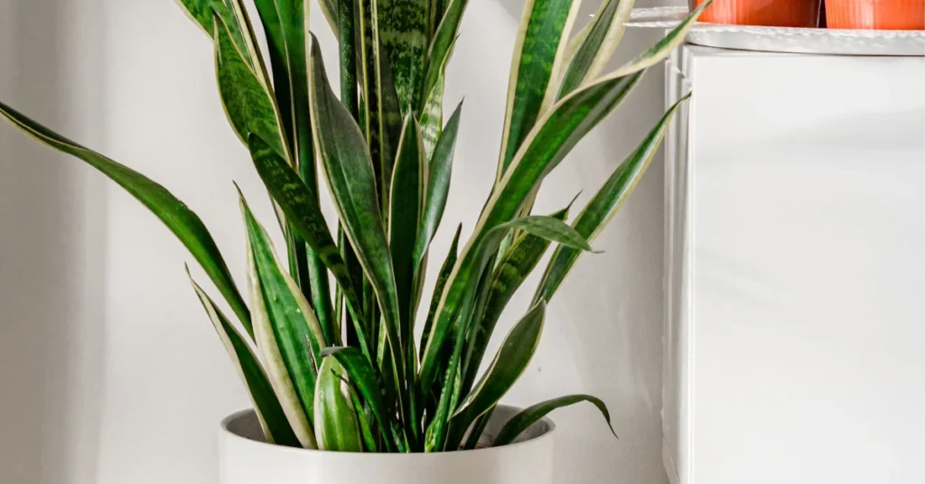 A variegated Snake Plant with upright, yellow-edged green leaves sitting in a white ceramic pot inside a brightly lit room.