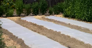 Raised garden beds covered with clear plastic during soil solarization to naturally control weeds, pests, and soil-borne diseases.