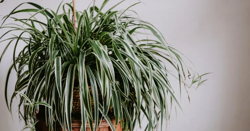 A large, dense Spider Plant with long, variegated green and white arching leaves cascading out of a woven planter against a plain white wall.