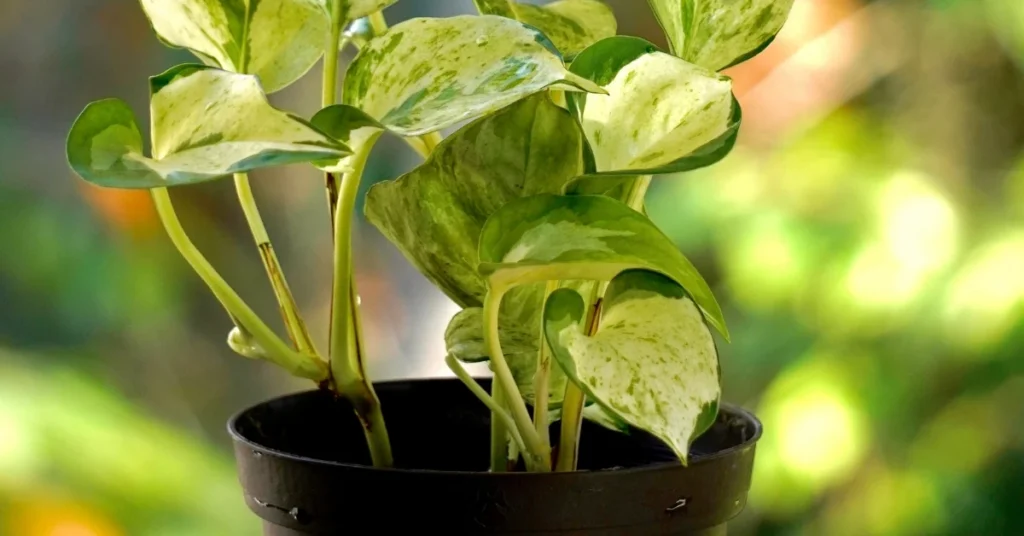 A variegated Manjula or Marble Queen Money Plant with creamy white and green leaves growing in a black container with a blurred outdoor background.