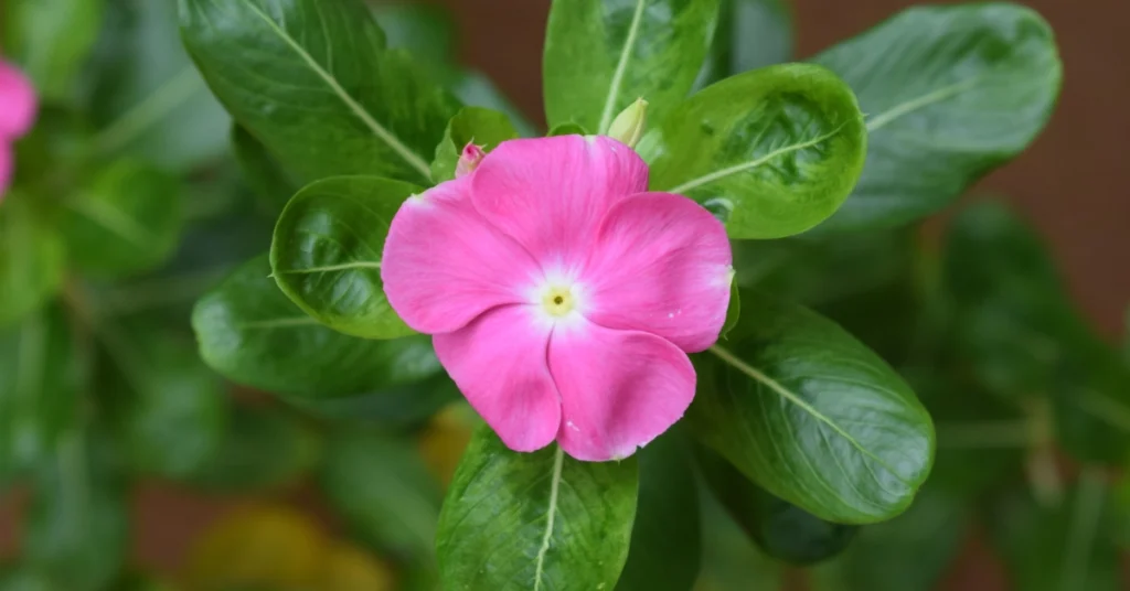 A close-up of a pink Vinca flower, also known as Sadabahar, with a white center and vibrant green leaves growing in an Indian summer garden.