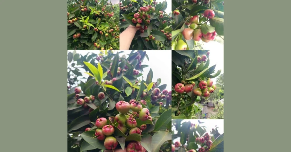 Ripening water apple fruits growing in clusters on a healthy tree