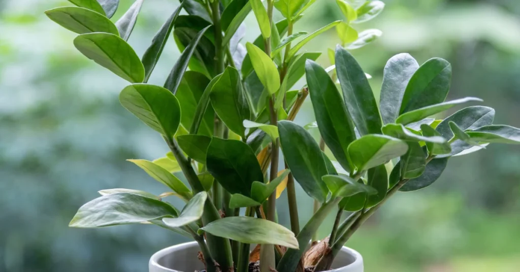 A lush ZZ Plant with glossy, bright green leaflets growing out of a white pot with a softly blurred outdoor green background.