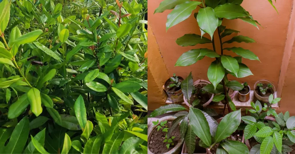 Green bay leaf saplings and potted indoor plants growing near a wall.