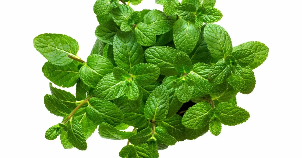 A top-down view of a vibrant green pudina or mint plant clump with fresh leaves against a clean white background.