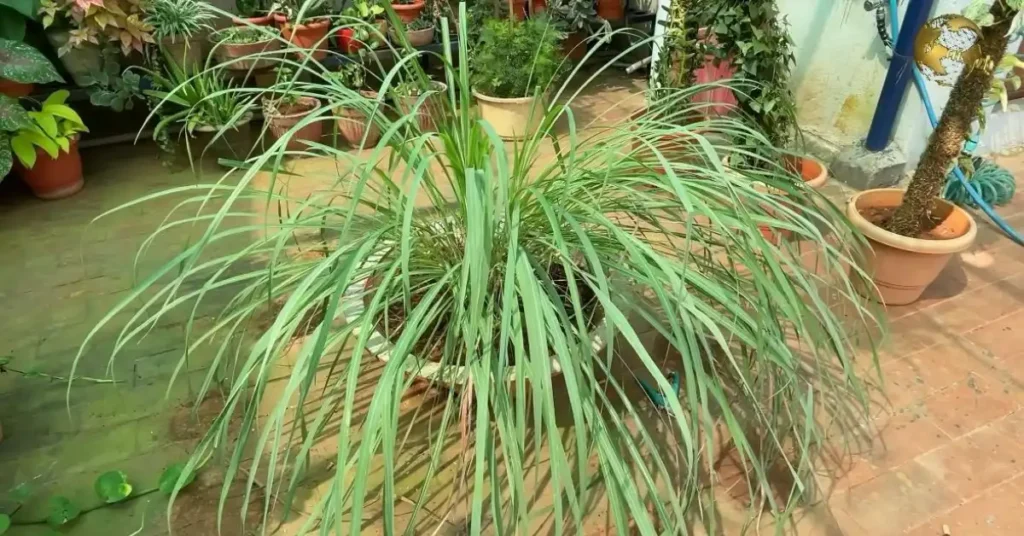 A healthy, bushy lemongrass plant growing in a wide pot on a sunny apartment balcony terrace with brick flooring.